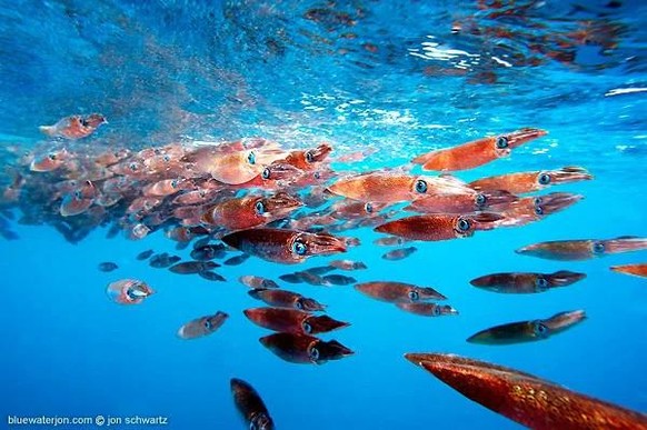 35 Tierbilder für alle Verkaterten unter euch\nSo?