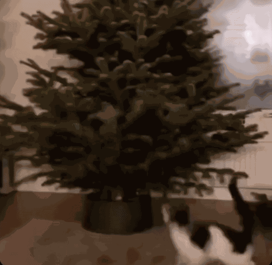 Animiertes GIF