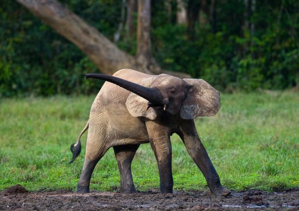 Forest elephants in the forest edge. Republic of Congo. Dzanga-Sangha Special Reserve. Central African Republic. An excellent illustration.