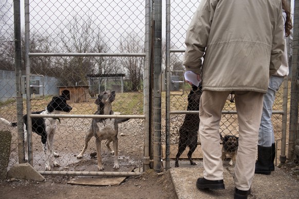 An abandoned dog and a holiday dog (2nd from left) come to the fence to sniff at a keeper and a visitor at the animal shelter Winkel in Kloten in the canton of Zurich, Switzerland, pictured on January ...