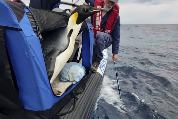 In this photo released by Department of Biodiversity, Conservation and Attractions (DBCA), a male emperor penguin dubbed Gus, is released back into the ocean off the south coast of Western Australia,  ...