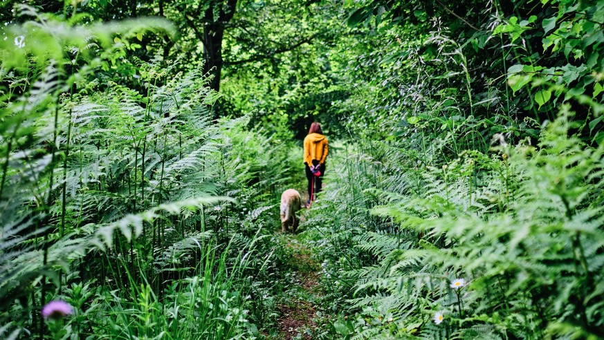 Eine Frau spaziert mit ihrem Hund durch den Wald.