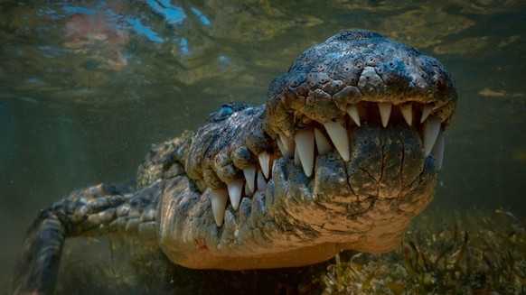 Krokodil