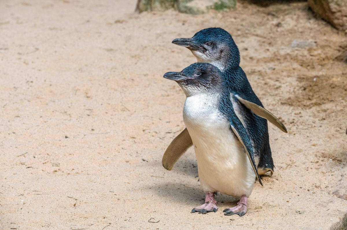 Little Blue Penguin Eudyptula minor A pair of Little Blue Penguins Eudyptula minor at Featherdale Wildlife Park in Sydney, NSW, Australia. Sydney NSW Australia Copyright: xTaraxMalhotrax
zwergpinguin