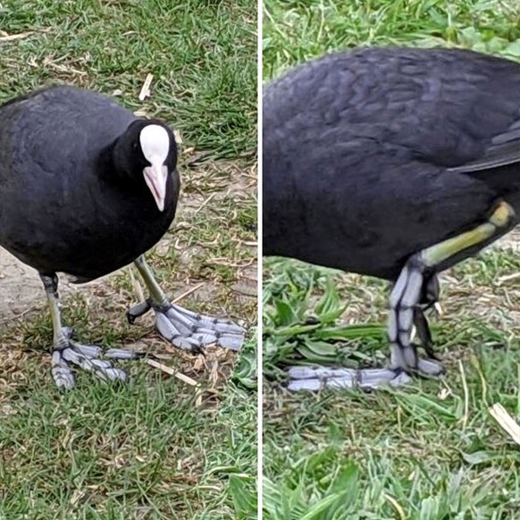 cute news tier vogel

https://www.reddit.com/r/mildlyinteresting/comments/elwsk0/this_birds_feet_look_skeletal/