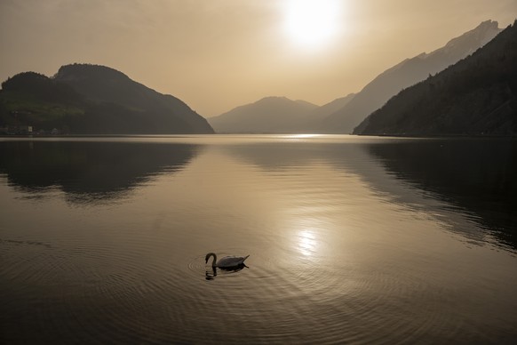 a Swan in the Landscape at the Alpnachersee, a part of Lake Lucerne or Vierwaldstaettersee at the Town of Stansstad sappears in new colours, as Sahara sand colours the sky in orange and creates a spec ...