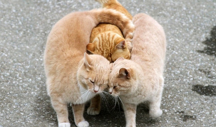 13 Katzen, die bei dir sofort für gute Laune sorgen werden