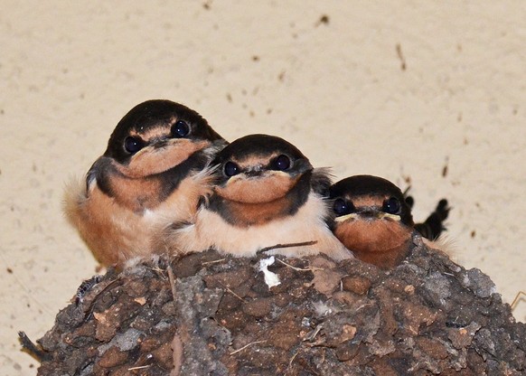 Süsse Baby-Vögel.
Cute News
https://imgur.com/t/aww/sWfV7