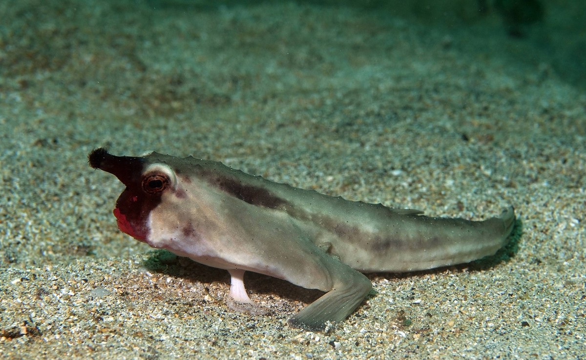 Red-lipped batfish (Ogcocephalus darwini) Galapagos. PUBLICATIONxINxGERxSUIxAUTxONLY 1426086 MichaelxPitts

Red lipped batfish Ogcocephalus darwini Galapagos PUBLICATIONxINxGERxSUIxAUTxONLY 1426086 Mi ...
