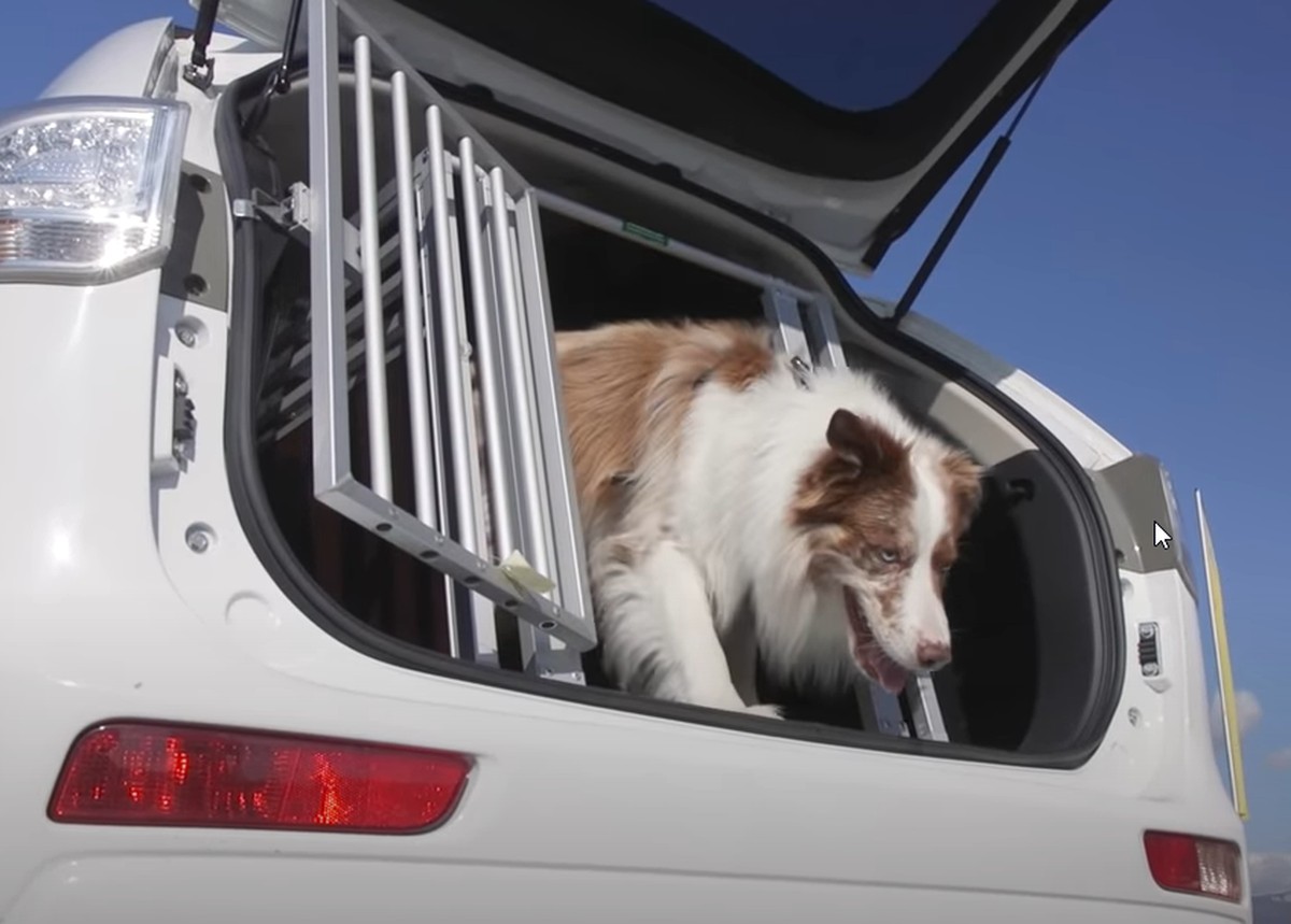 Hund in Metall-Transportbox