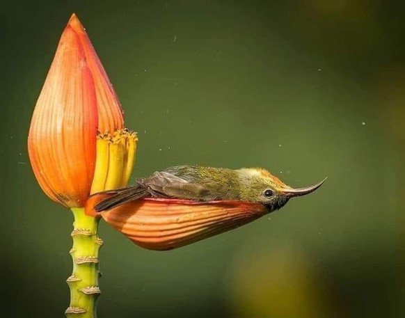 Lustige Tierbilder XI: Endlich wieder Freitag, endlich wieder Cute News!\nEin Ich-kann-nicht-mehr-Kolibri. Vielleicht heisst er Alain. Wer weiss das schon?