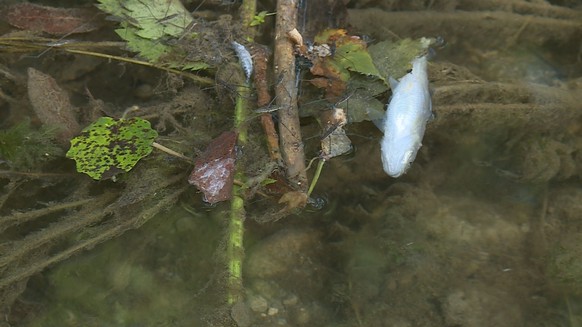Tote Fische Frauenfeld