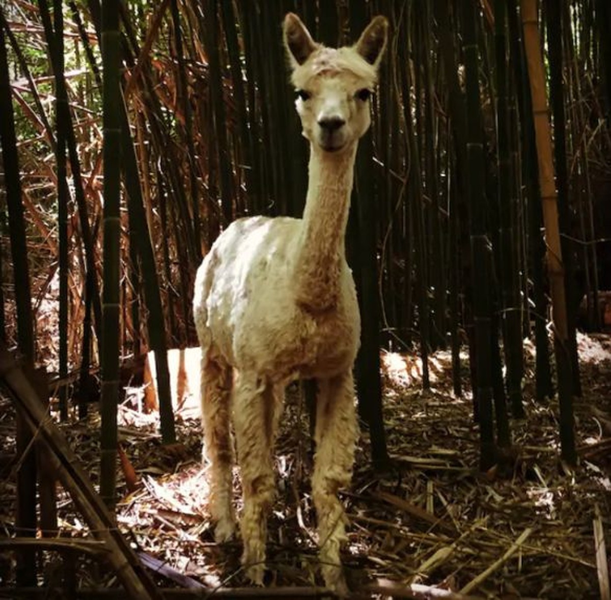 <p>«Atlanta Alpaca Treehouse in the Bamboo Forest», Atlanta, USA</p>