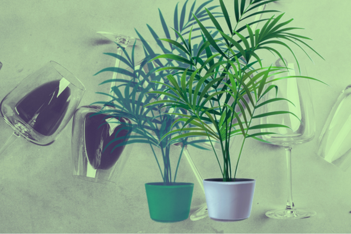plantes alcool