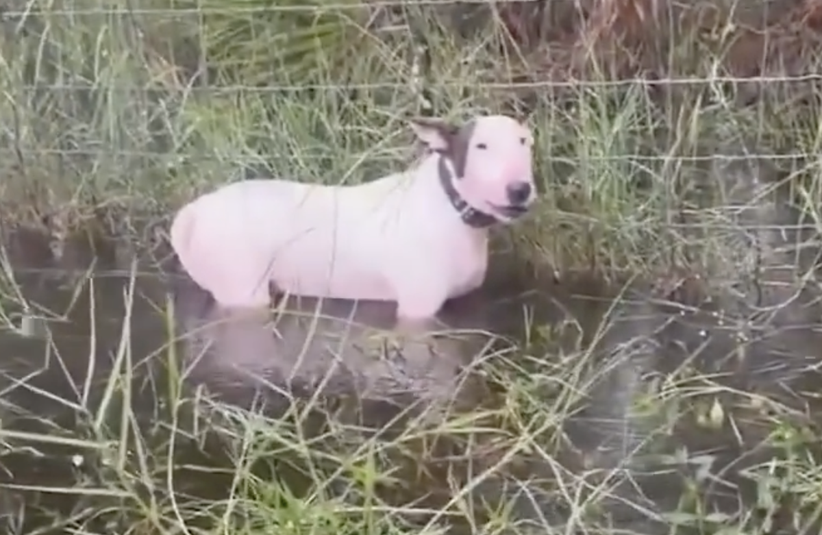 Ouragan Milton: ce chien a été abandonné, «bande de conn*rds!»