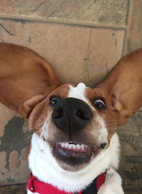 cute news süsser hund