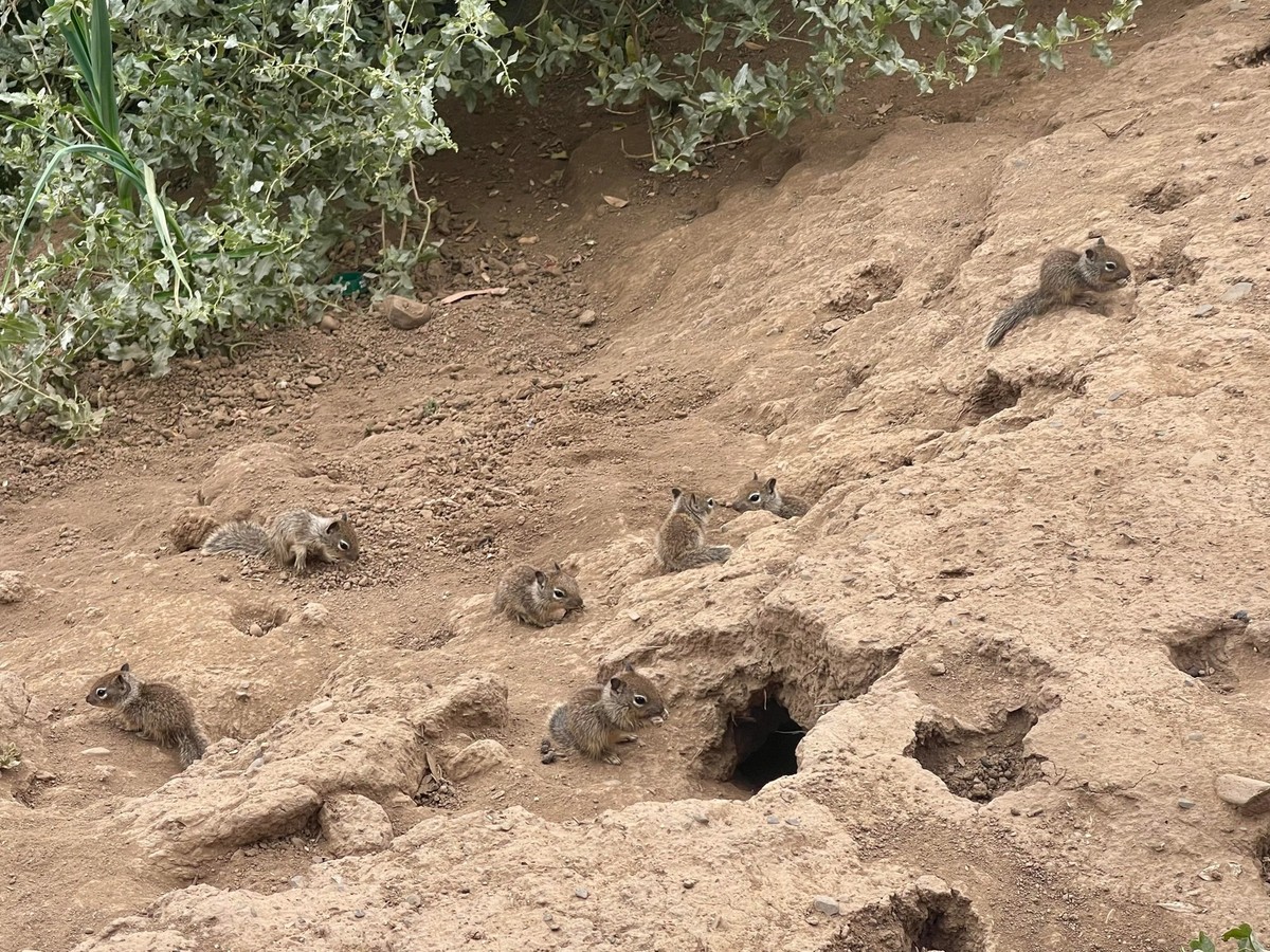 cute news tier Erdhörnchen

https://www.reddit.com/r/squirrels/comments/1gpwqu1/family_members/
