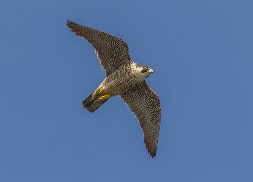 Wanderfalke. (Quelle: Christian Fosserat/birdlife)