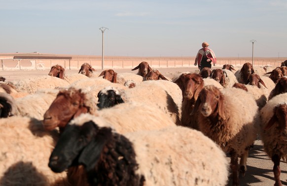 REFILE - ADDITIONAL INFORMATION??A boy fleeing clashes in Tweila&#039;a village and Haydarat area walks his sheep, north of Raqqa city, Syria November 8, 2016. REUTERS/Rodi Said