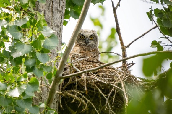 cute news tier eule

https://www.reddit.com/r/Owls/comments/1d7jew8/first_time_finding_owlets_laying_down_taking_a/