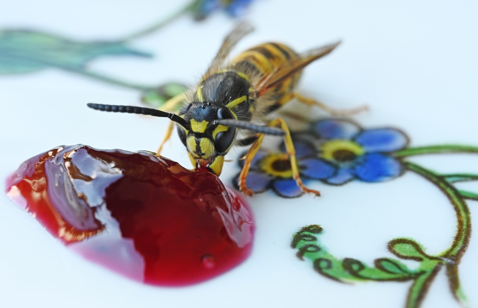 Bienen und Wespen sind nicht aggressiver, ihnen fehlt es an Nahrung