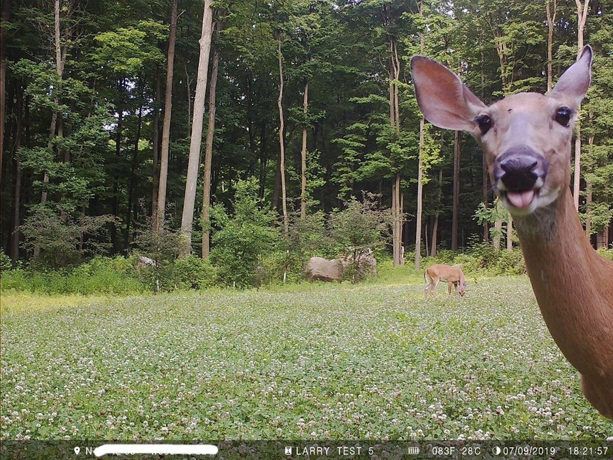 cute news tier reh wildtierkamera

https://x.com/Trail_Cams/status/1726236565293453720/photo/1