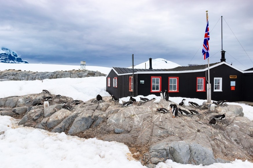 Gentoo Pinguine an der Port Lockroy Antarktis Base nahe der Flagge.