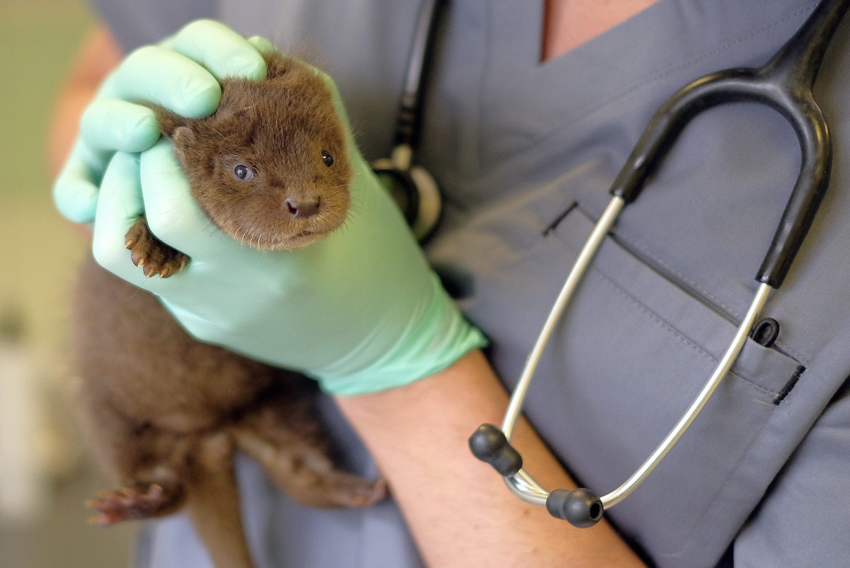 epa05574611 Veterinarian Radoslaw Fedaczynski with a tiny otter in the Rehabilitation Centre of the Protected Animals in Przemysl, South-East Poland, 07 October 2016. The otter was abandoned by his mo ...
