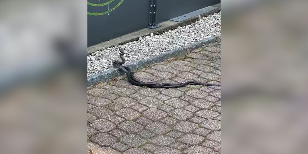 Eine ZüriReporterin sieht in ihrem Zuhause im Tessin immer wieder Schlangen. In ihrem Gartenteich haust ein Reptil und auf dem Vorplatz beobachtet sie immer wieder Schlangen bei der Paarung. Wie diese ...