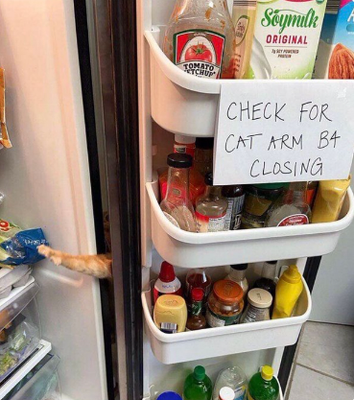 Fail: Katzenarm im Kühlschrank
