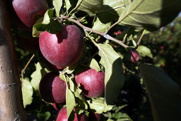 Apples hang from a tree, Tuesday, Oct. 4, 2022, at the Wittenbach Orchards in Belding, Mich. Each fall, workers at the orchard pick an average of 6.5 million pounds of apples. The apples then go to a  ...