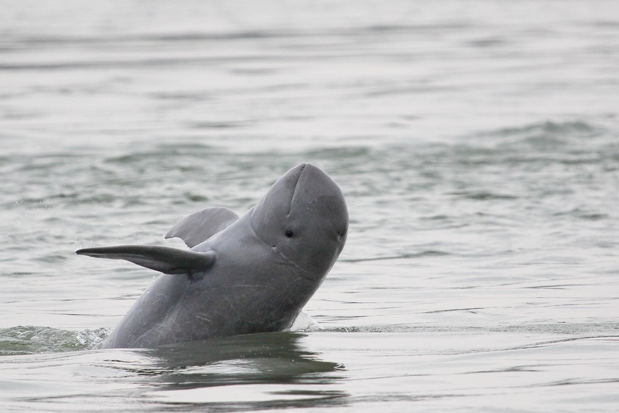 Mekong Irrawaddy Dolphin (Orcaella brevirostris) is one of 58 endangered aquatic species and fully protected under the highest level of Fisheries Law. Population fo this species is slowly declining as ...