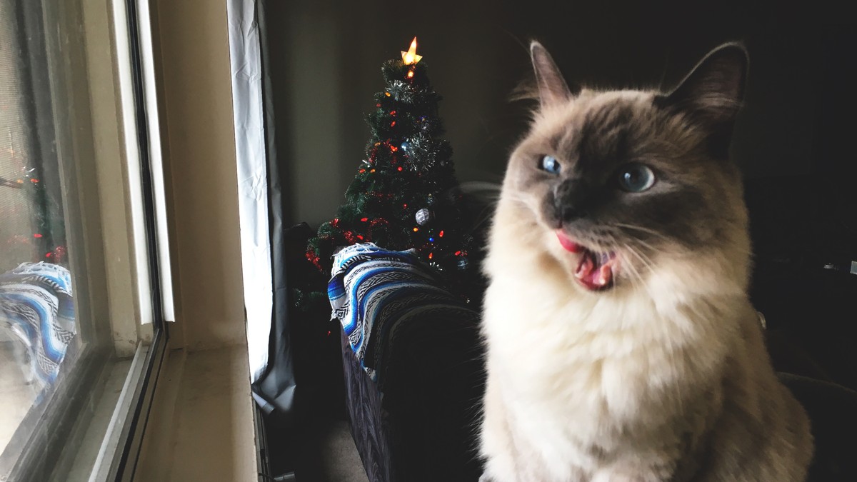  Lustige Bilder von Katze, die Weihnachten und den Weihnachtsbaum nicht Illustration 