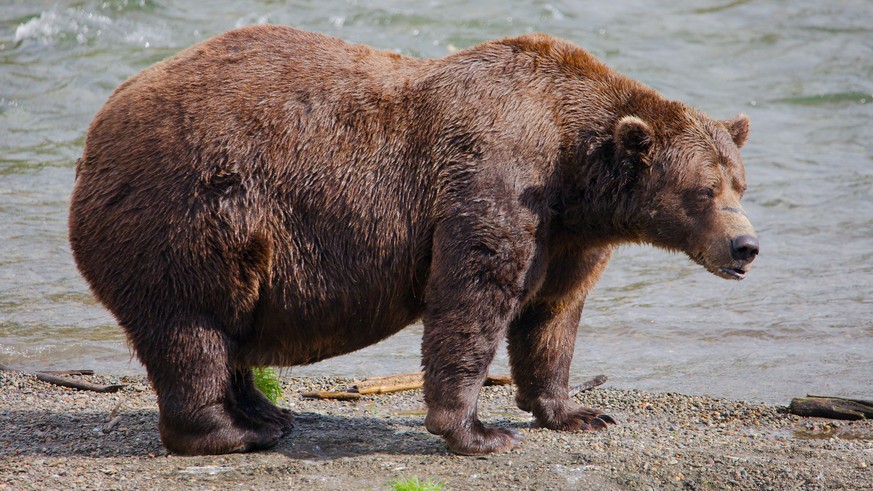 FILE - This image provided by the National Park Service shows bear 32 Chunk at Katmai National Park in Alaska on Sept. 19, 2024. (E. Johnston/National Park Service via AP, File)
Alaska Fat Bear Week