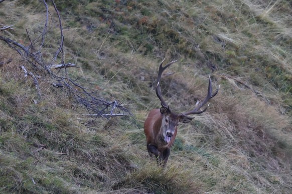 Rothirsch Cervus elaphus Hirschstier mit ausgestreckter Zunge w�hrend der Brunftzeit. *** Red deer Cervus elaphus Stag bull with tongue outstretched during the rutting season