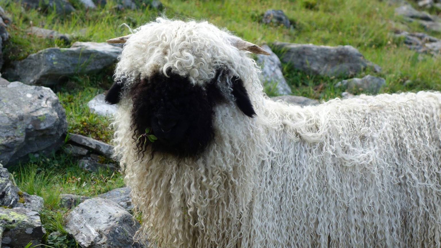 Reportage von der Alpe Nanztal im Kanton Wallis. Schäfer Oliver Gottsporn zeigt seine Schwarznasenschafe und erzählt, warum der Wolf ihm das Leben schwer macht.