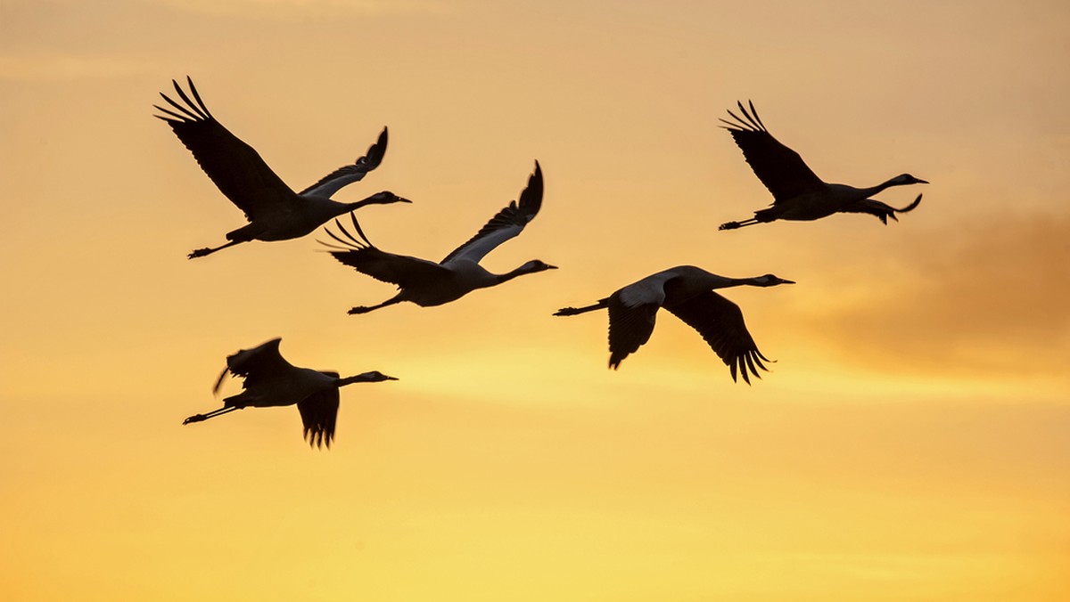 Kranich, Frühling, Zugvogel, Schwarm, Vögel, Vogel, Kraniche