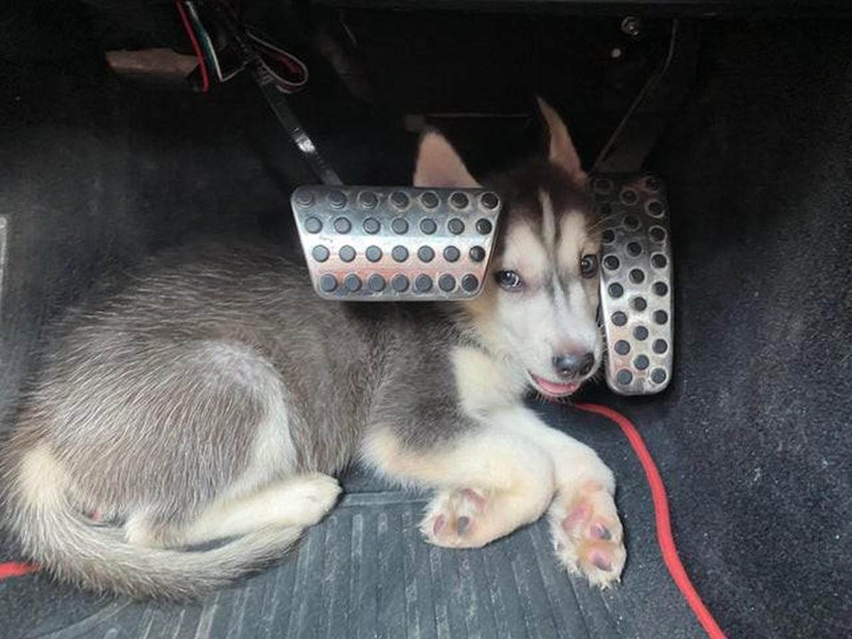 Cute news auto fahren süsser hund