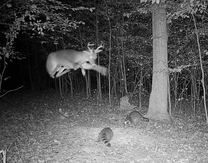 Lustige Tierbilder, aufgenommen mit einer Wildtierkamera