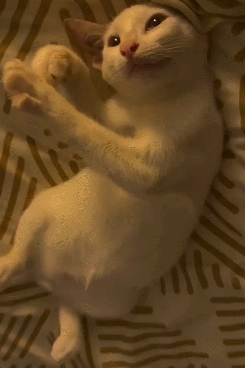 GIF animé