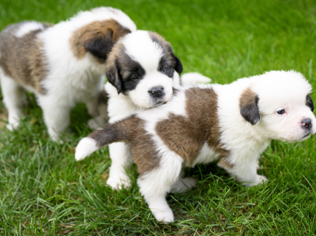 Three of seven one month old puppies Sant-Bernard play in the grass at the Barry Foundation's kennel, in Martigny, Tuesday, August 30, 2022. The Saint Bernard dog "Edene du Grand St. Bernard ...