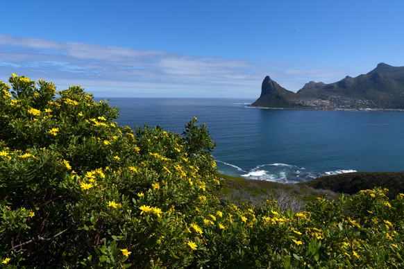 epa08656431 Wild Fynbos flowers growing on the slopes of Chapman&#039;s Peak in the World Heritage site Table Mountain National Park and the Sentinel mountain visible in the background in Cape Town, S ...