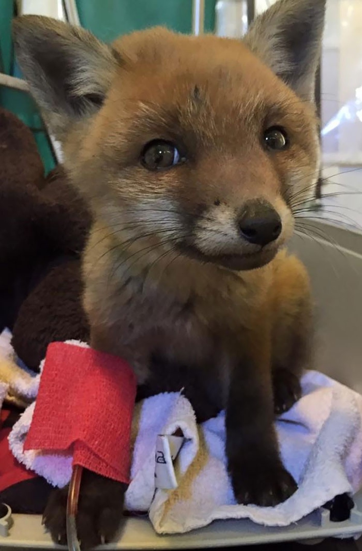 Cute News beim Tierarzt