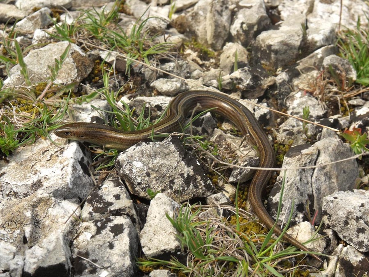 Die Italienische Erzschleiche hat den Sprung über die Alpen nicht geschafft. Und wenn die Erzschleiche nicht zur Schweiz kommen will, kommt die Schweiz eben zur Erzschleiche!