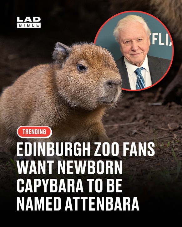 Cute News: Capybara Schlagzeile
