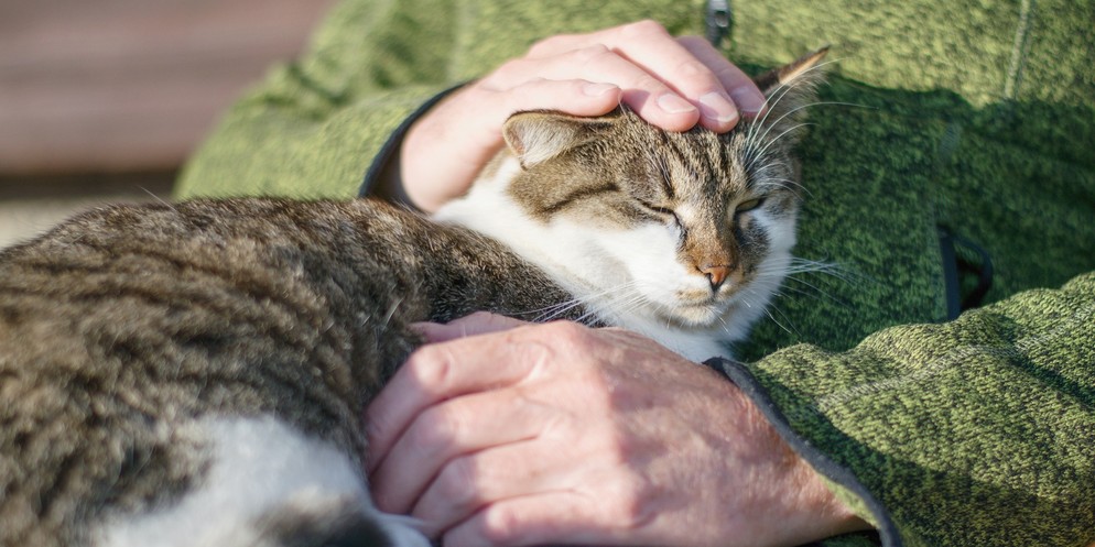 Trostspendende Katzen auf Palliativ Stationen.