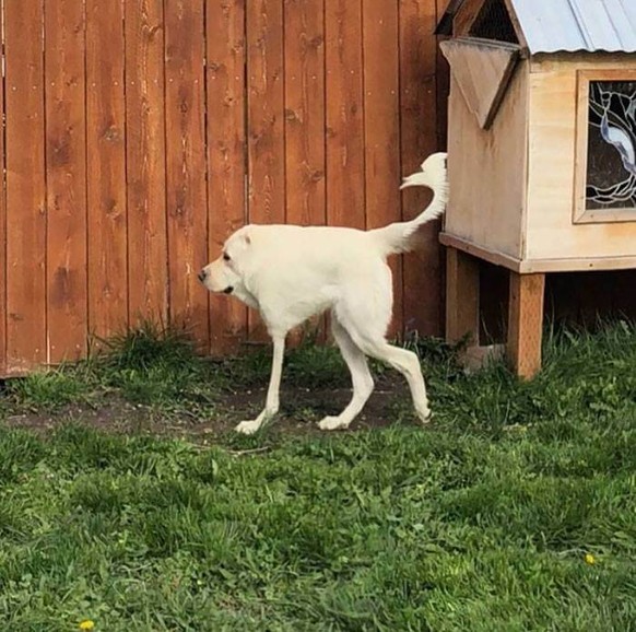 Panorama-Hunde