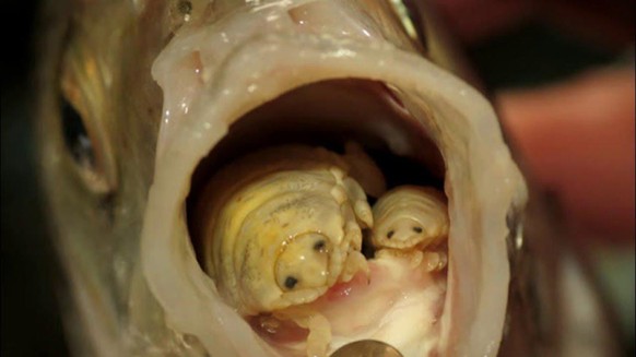 Du hattest schon lange keine Albträume mehr? Dann haben wir hier 23 Naturbilder für dich
Ein weiteres ekliges Lebewesen: Die Cymothoa exigua auf Englisch ‚Tongue-eating louse‘ genannt. Sie gehört zu d ...
