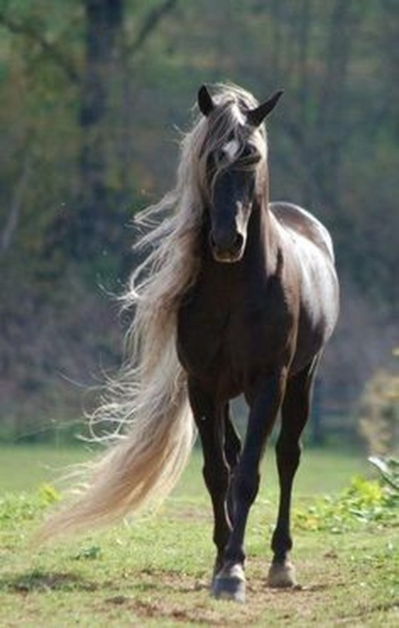 nice news animal horse https://www.reddit.com/r/Animal/comments/10k87fq/most_adorable_animal/
