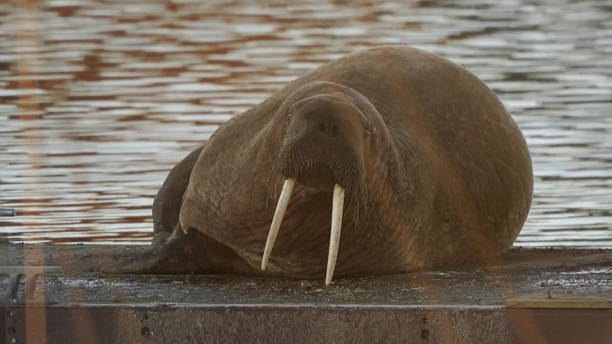 Thor is back – the walrus delights the coast of England again in the New Year Zelenskyy wishes Ukraine “Year of Victory” – night update without photos